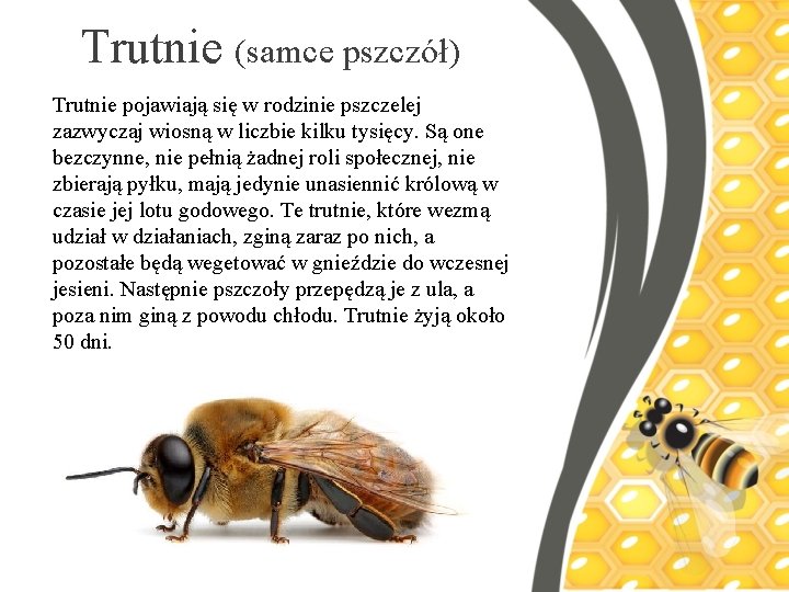 Trutnie (samce pszczół) Trutnie pojawiają się w rodzinie pszczelej zazwyczaj wiosną w liczbie kilku