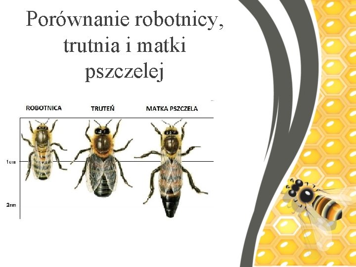 Porównanie robotnicy, trutnia i matki pszczelej 