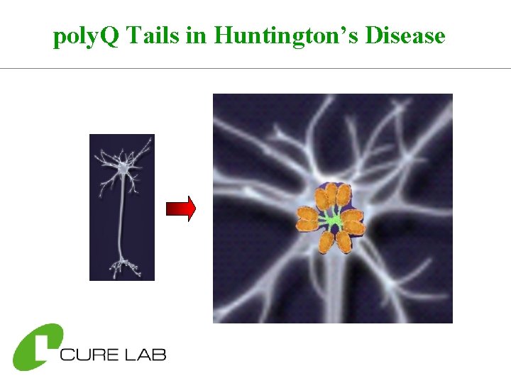 poly. Q Tails in Huntington’s Disease 