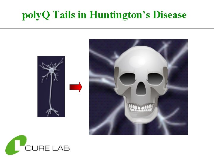poly. Q Tails in Huntington’s Disease 