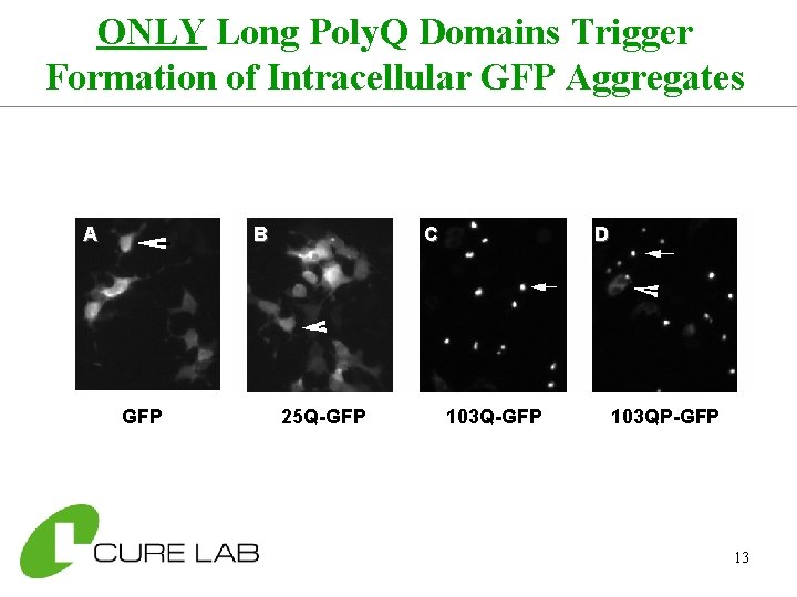 ONLY Long Poly. Q Domains Trigger Formation of Intracellular GFP Aggregates A B GFP