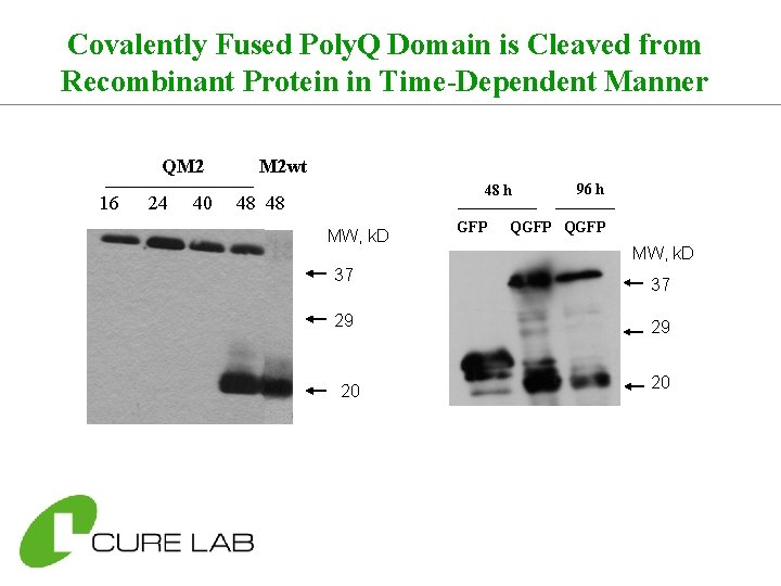 Covalently Fused Poly. Q Domain is Cleaved from Recombinant Protein in Time-Dependent Manner QM
