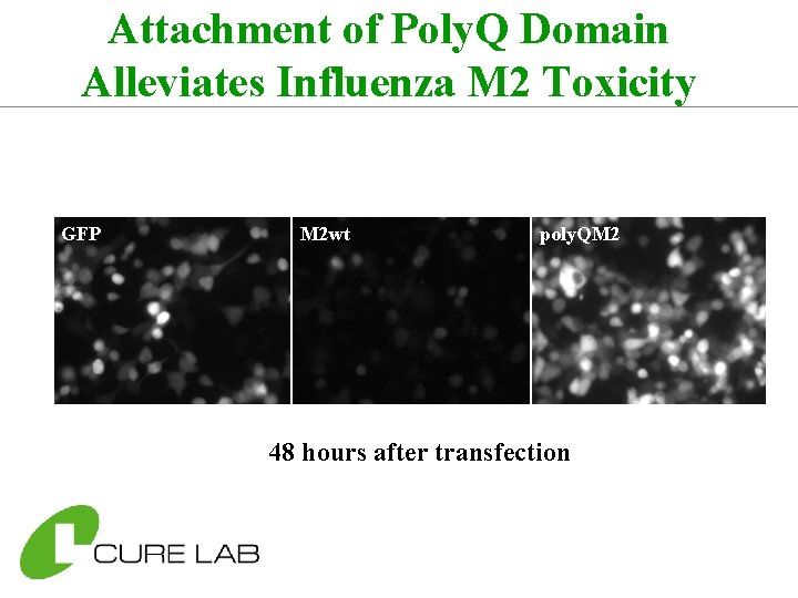 Attachment of Poly. Q Domain Alleviates Influenza M 2 Toxicity GFP M 2 wt