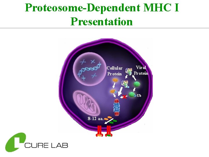 Proteosome-Dependent MHC I Presentation Cellular Protein Viral Protein Ub 8 -12 aa. 