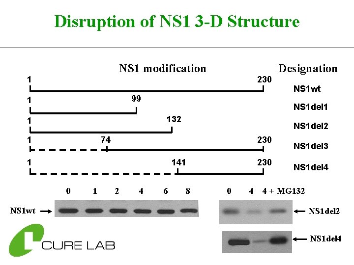 Disruption of NS 1 3 -D Structure NS 1 modification 1 99 1 1
