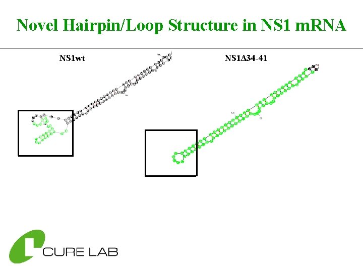 Novel Hairpin/Loop Structure in NS 1 m. RNA NS 1 wt NS 1Δ 34