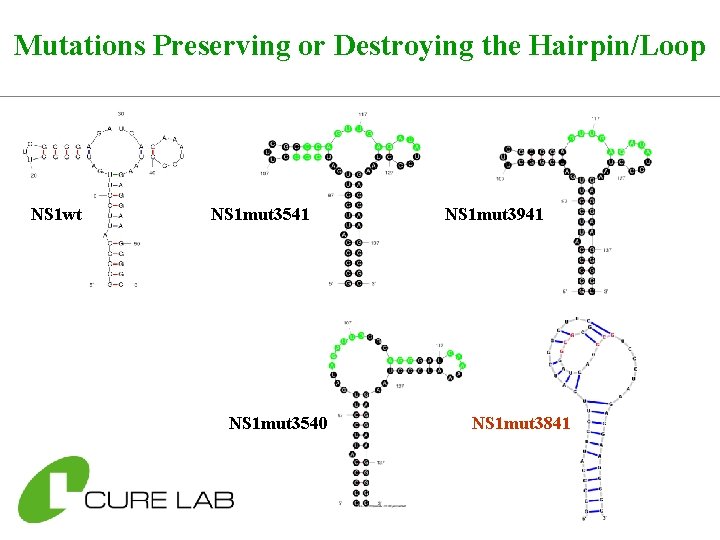 Mutations Preserving or Destroying the Hairpin/Loop NS 1 wt NS 1 mut 3541 NS