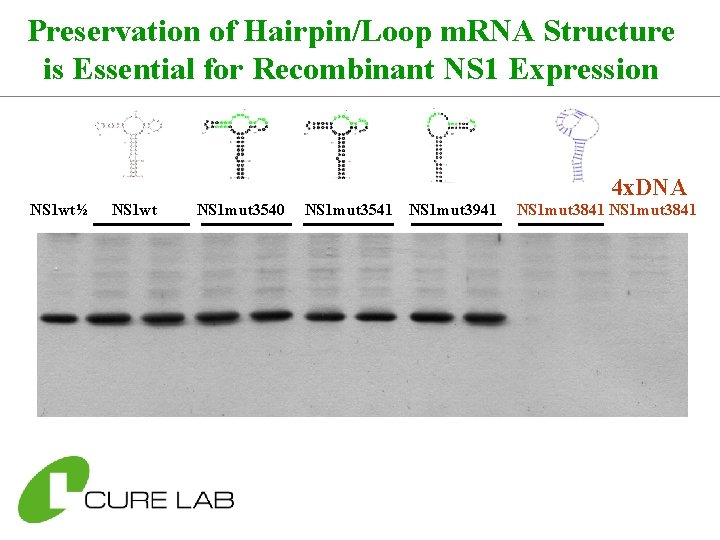 Preservation of Hairpin/Loop m. RNA Structure is Essential for Recombinant NS 1 Expression 4