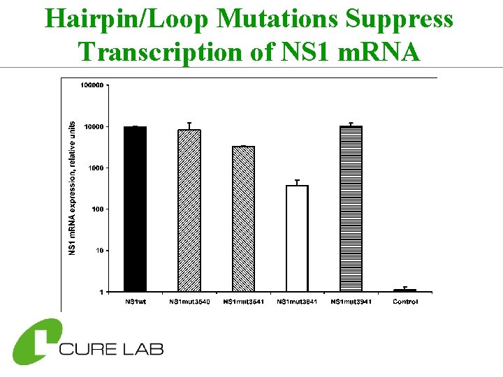 Hairpin/Loop Mutations Suppress Transcription of NS 1 m. RNA 
