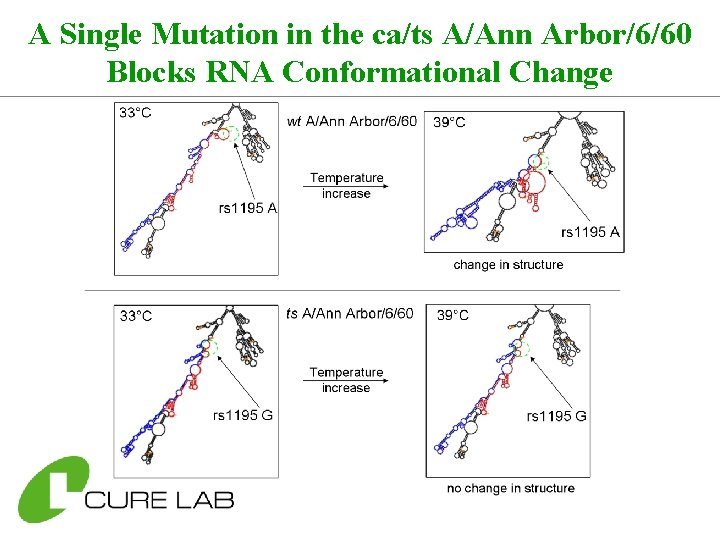 A Single Mutation in the ca/ts A/Ann Arbor/6/60 Blocks RNA Conformational Change 