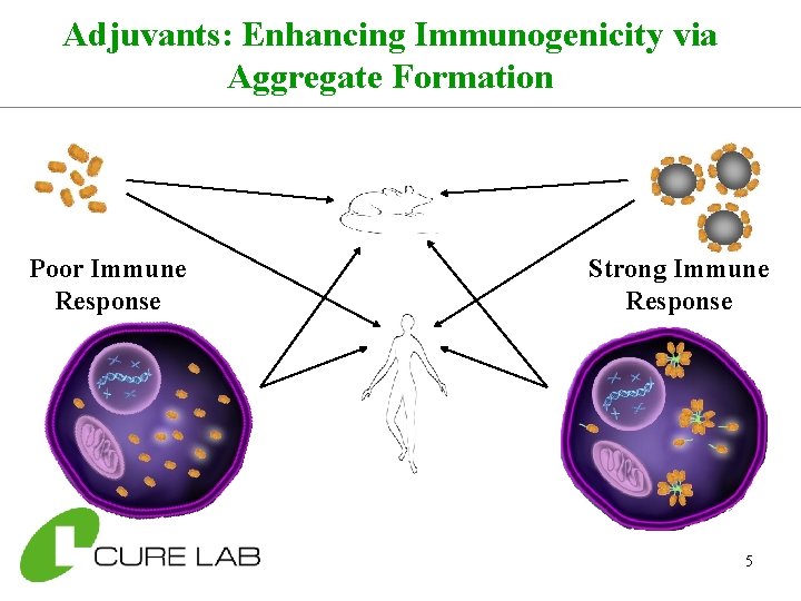 Adjuvants: Enhancing Immunogenicity via Aggregate Formation Poor Immune Response Strong Immune Response 5 