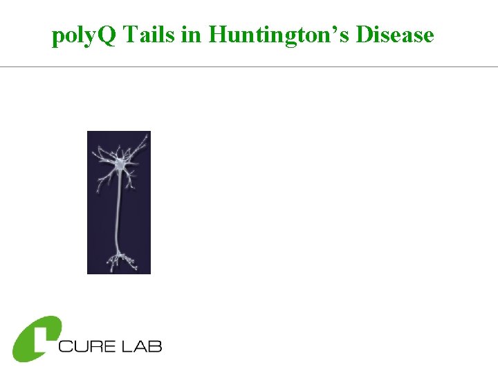 poly. Q Tails in Huntington’s Disease 