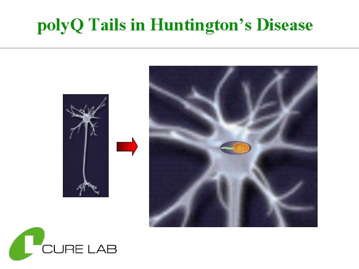 poly. Q Tails in Huntington’s Disease 