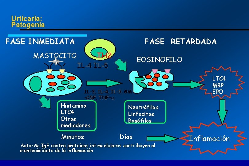 Urticaria: Patogenia FASE INMEDIATA FASE RETARDADA TH 2 MASTOCITO EOSINOFILO IL-4 IL-5 IL-3, IL-4,