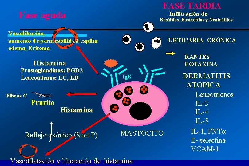  FASE TARDIA Fase aguda Infiltración de Basófilos, Eosinófilos y Neutrófilos Vasodiltación, aumento de