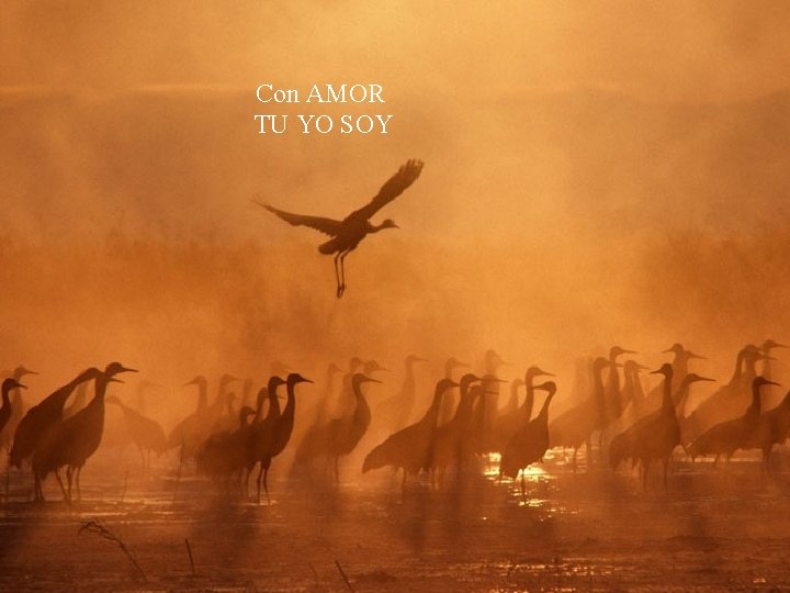 Con AMOR TU YO SOY 