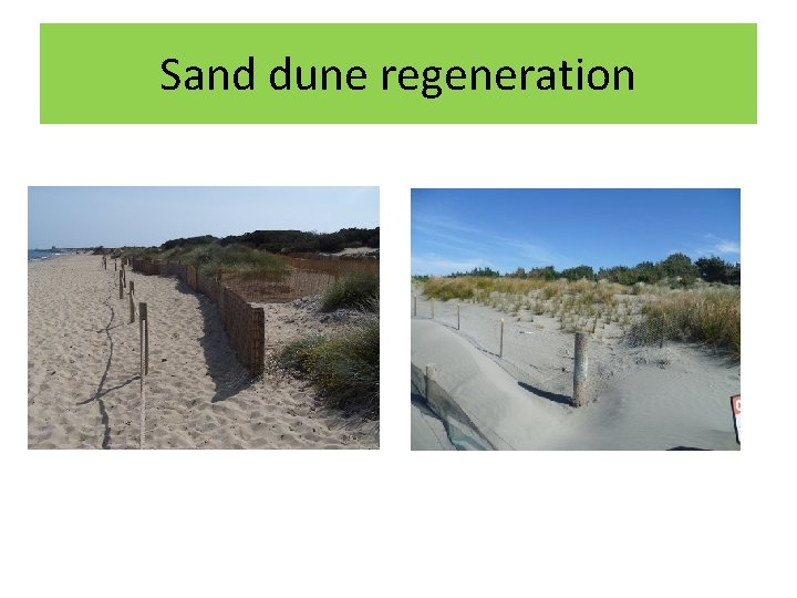 Sand dune regeneration 