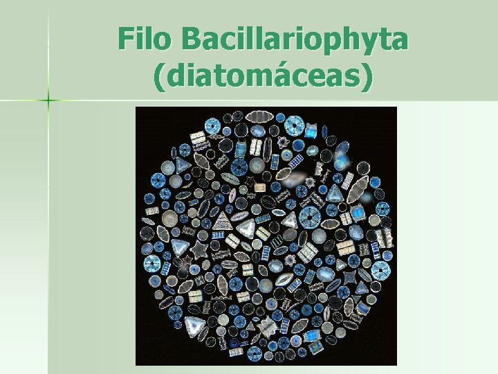 Filo Bacillariophyta (diatomáceas) 
