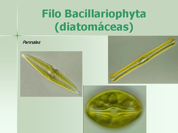 Filo Bacillariophyta (diatomáceas) Pennales 