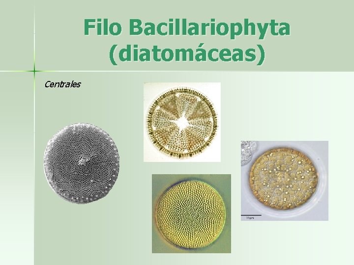 Filo Bacillariophyta (diatomáceas) Centrales 