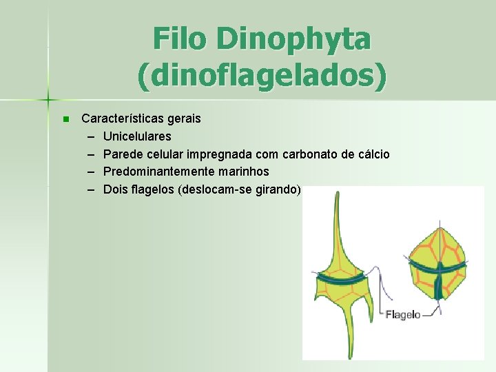 Filo Dinophyta (dinoflagelados) n Características gerais – Unicelulares – Parede celular impregnada com carbonato
