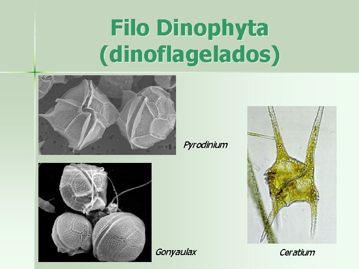 Filo Dinophyta (dinoflagelados) Pyrodinium Gonyaulax Ceratium 