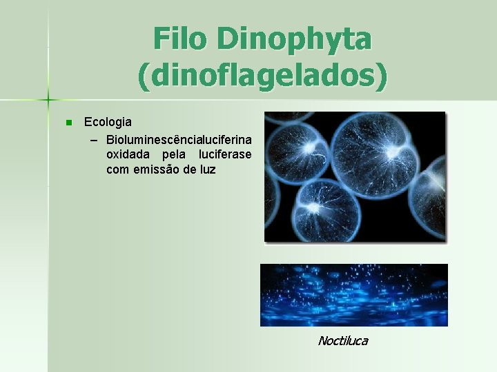Filo Dinophyta (dinoflagelados) n Ecologia – Bioluminescêncialuciferina oxidada pela luciferase com emissão de luz