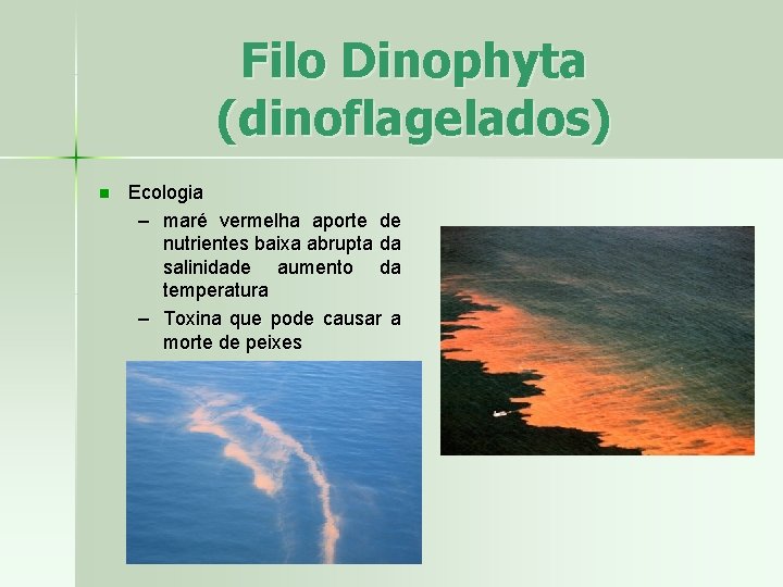 Filo Dinophyta (dinoflagelados) n Ecologia – maré vermelha aporte de nutrientes baixa abrupta da