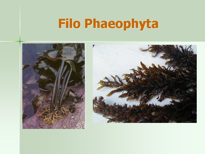 Filo Phaeophyta 