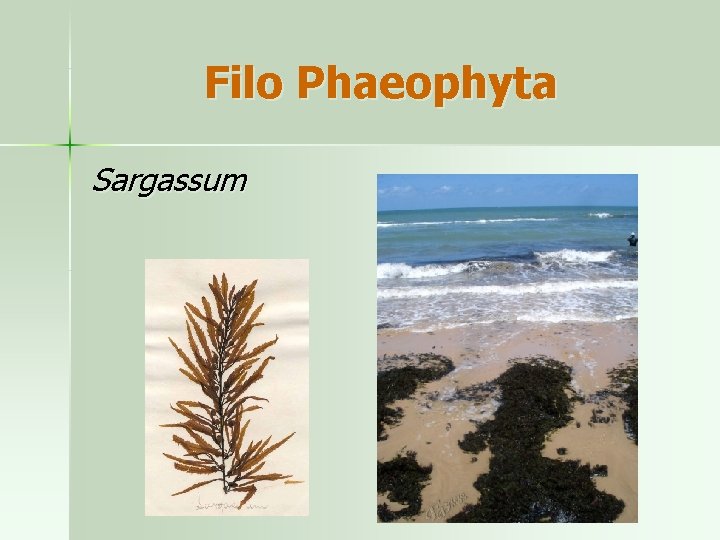 Filo Phaeophyta Sargassum 