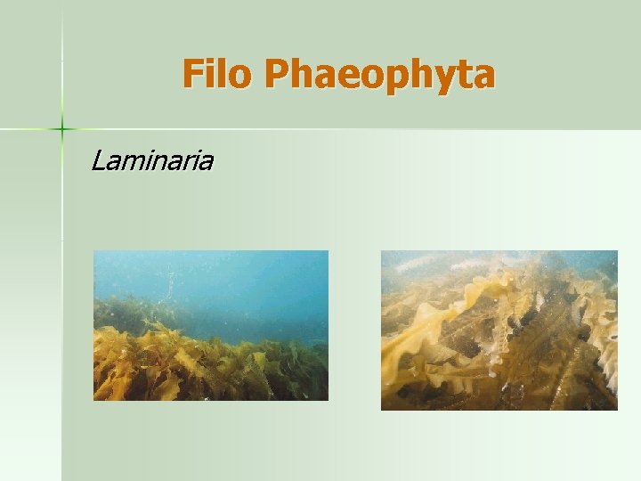 Filo Phaeophyta Laminaria 