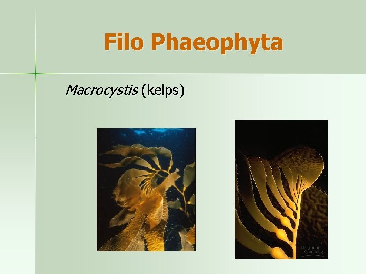 Filo Phaeophyta Macrocystis (kelps) 