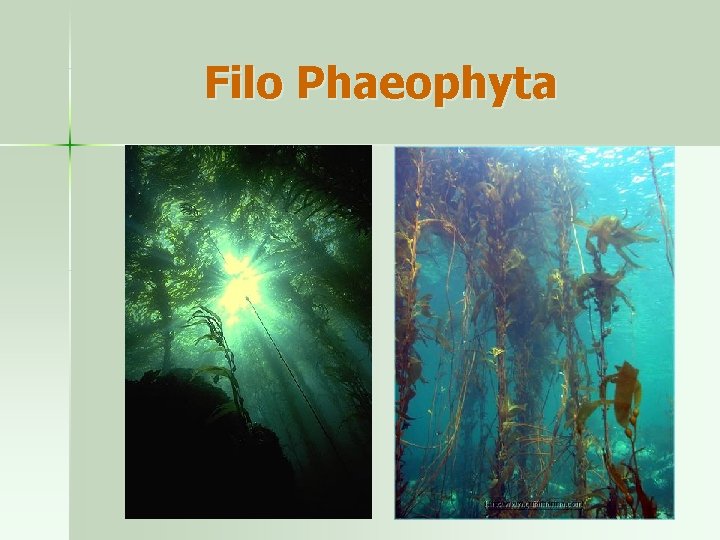 Filo Phaeophyta 
