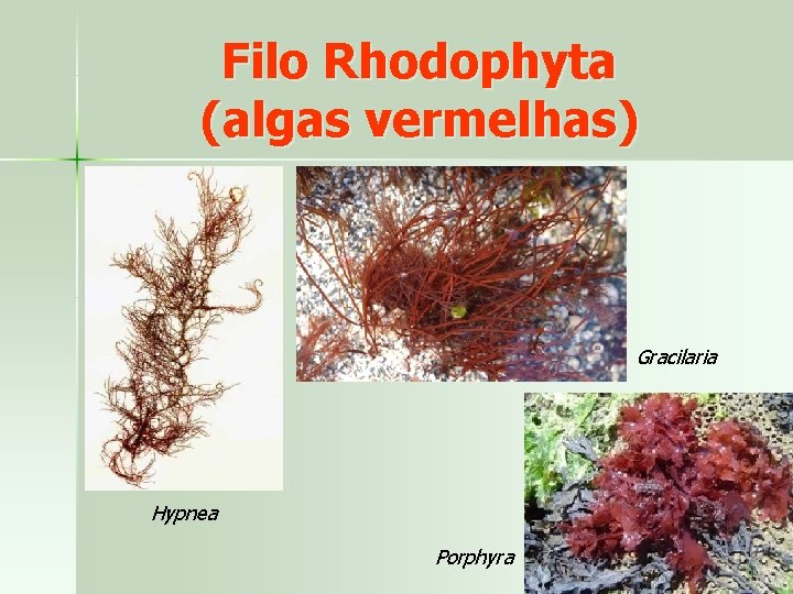 Filo Rhodophyta (algas vermelhas) Gracilaria Hypnea Porphyra 