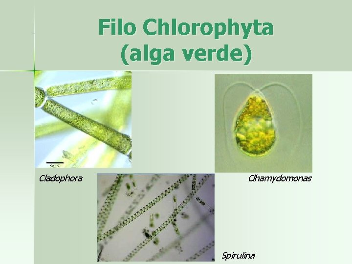 Filo Chlorophyta (alga verde) Cladophora Clhamydomonas Spirulina 