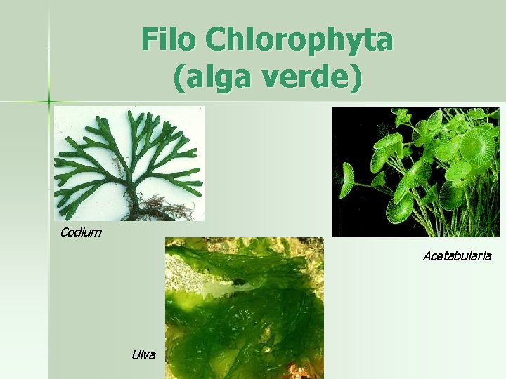 Filo Chlorophyta (alga verde) Codium Acetabularia Ulva 