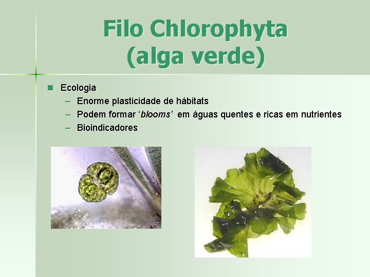 Filo Chlorophyta (alga verde) n Ecologia – Enorme plasticidade de hábitats – Podem formar