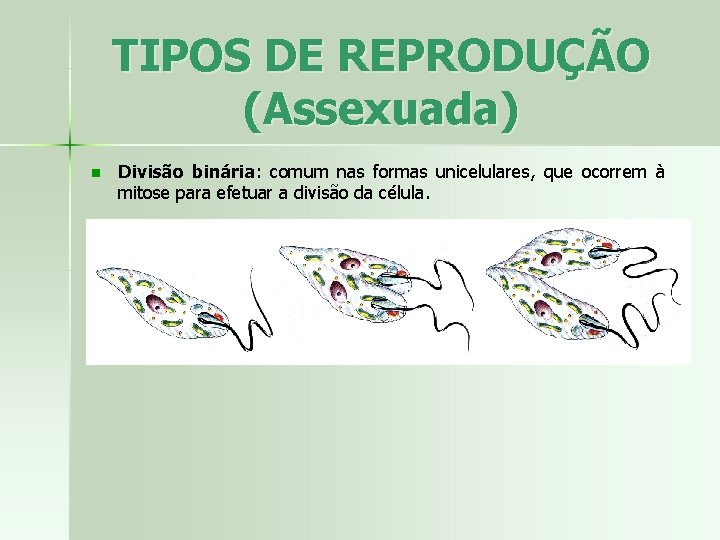 TIPOS DE REPRODUÇÃO (Assexuada) n Divisão binária: comum nas formas unicelulares, que ocorrem à
