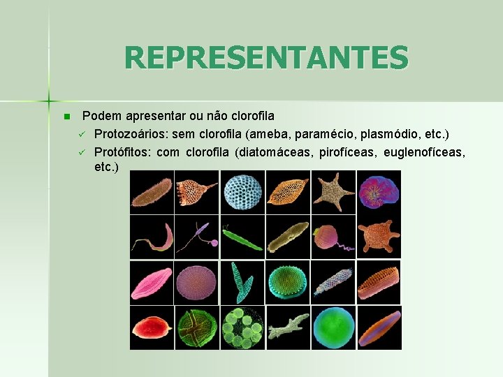 REPRESENTANTES n Podem apresentar ou não clorofila ü Protozoários: sem clorofila (ameba, paramécio, plasmódio,