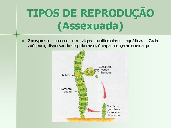 TIPOS DE REPRODUÇÃO (Assexuada) n Zoosporia: comum em algas multicelulares aquáticas. Cada zoósporo, dispersando-se
