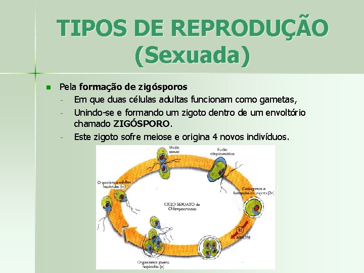TIPOS DE REPRODUÇÃO (Sexuada) n Pela formação de zigósporos Em que duas células adultas