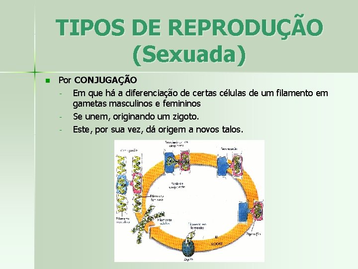 TIPOS DE REPRODUÇÃO (Sexuada) n Por CONJUGAÇÃO Em que há a diferenciação de certas