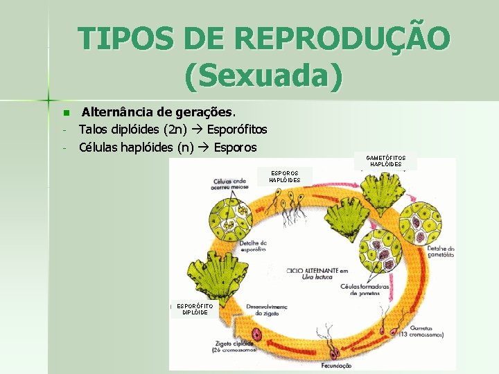 TIPOS DE REPRODUÇÃO (Sexuada) n - Alternância de gerações. Talos diplóides (2 n) Esporófitos