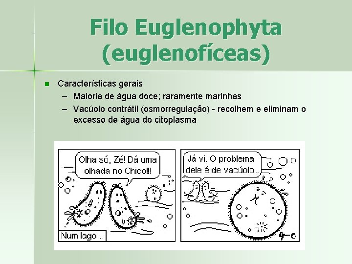 Filo Euglenophyta (euglenofíceas) n Características gerais – Maioria de água doce; raramente marinhas –
