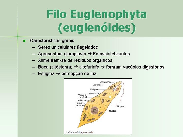Filo Euglenophyta (euglenóides) n Características gerais – Seres unicelulares flagelados – Apresentam cloroplasto Fotossintetizantes