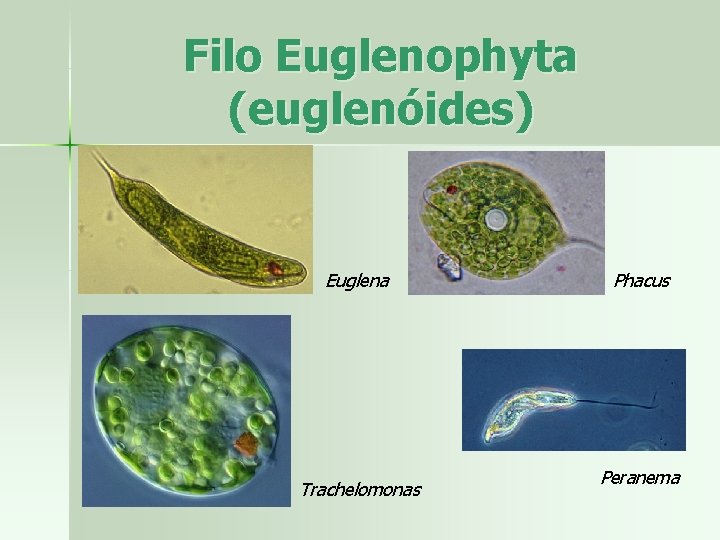 Filo Euglenophyta (euglenóides) Euglena Trachelomonas Phacus Peranema 