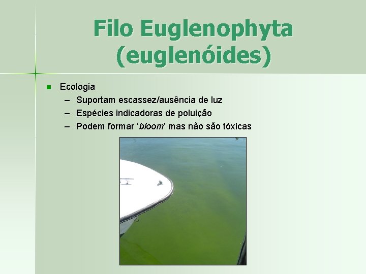 Filo Euglenophyta (euglenóides) n Ecologia – Suportam escassez/ausência de luz – Espécies indicadoras de