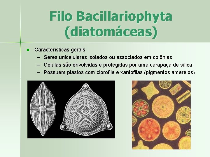 Filo Bacillariophyta (diatomáceas) n Características gerais – Seres unicelulares isolados ou associados em colônias