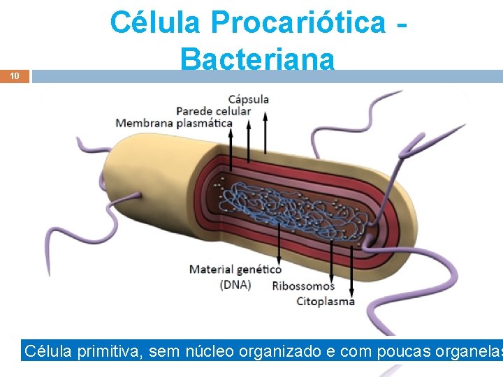 10 Célula Procariótica Bacteriana Célula primitiva, sem núcleo organizado e com poucas organelas Elab. 10 Célula Procariótica Bacteriana Célula primitiva, sem núcleo organizado e com poucas organelas Elab.
