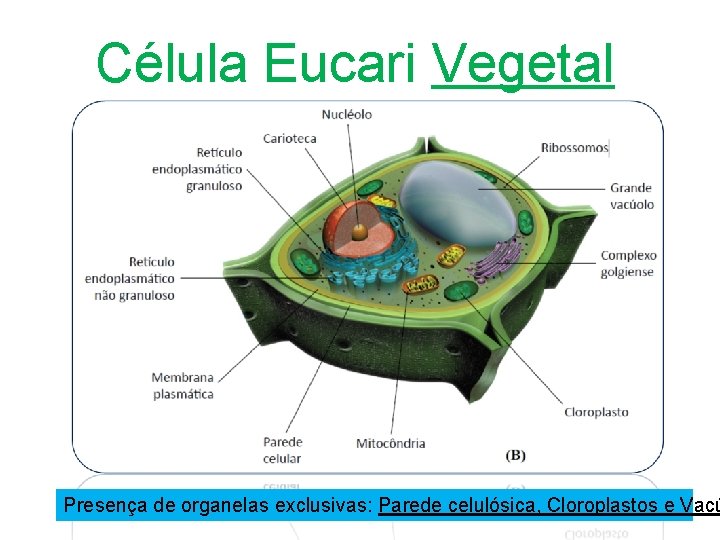 Célula Eucari Vegetal Presença de organelas exclusivas: Parede celulósica, Cloroplastos e Vacú Célula Eucari Vegetal Presença de organelas exclusivas: Parede celulósica, Cloroplastos e Vacú